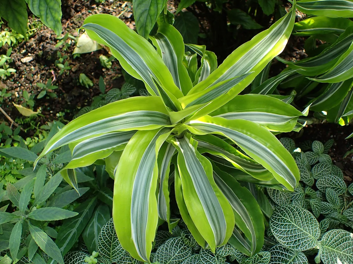 Why Is My Dracaena Not Growing? Causes and How to Fix It