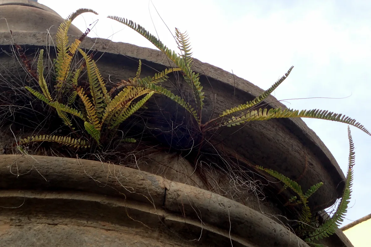 Why Is My Fern Turning Brown? Causes and How to Fix It