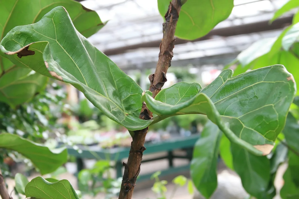 Why Is My Fiddle Leaf Fig Leggy? 5 Causes and Real Fixes