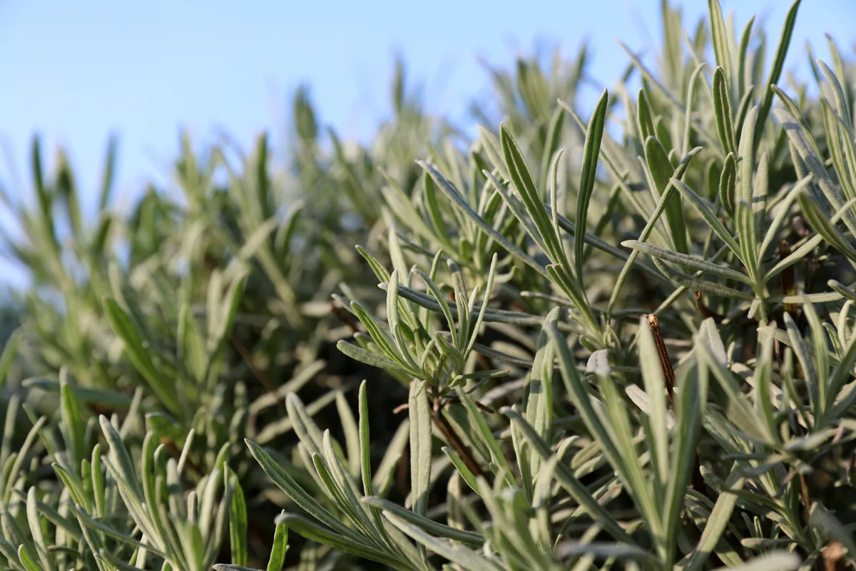 Why Is My Lavender Woody? Causes, Fixes and 1 Golden Rule