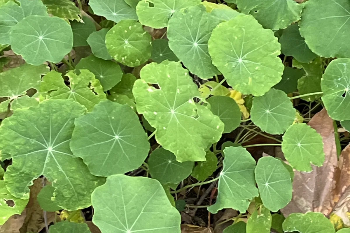 Why Is My Nasturtium Not Flowering? Causes and How to Fix It