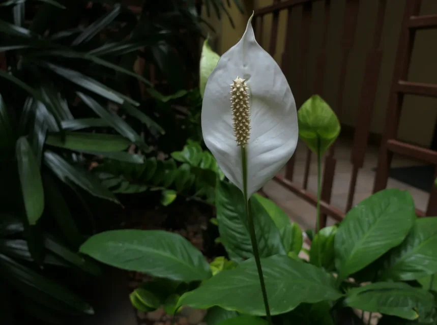 Why is my peace lily not growing — peace lily plant with dark green leaves and one white spathe