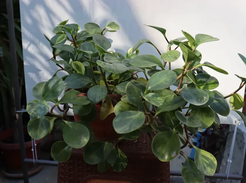 Why is my peperomia not growing — potted baby rubber plant with thick round leaves on a shaded balcony