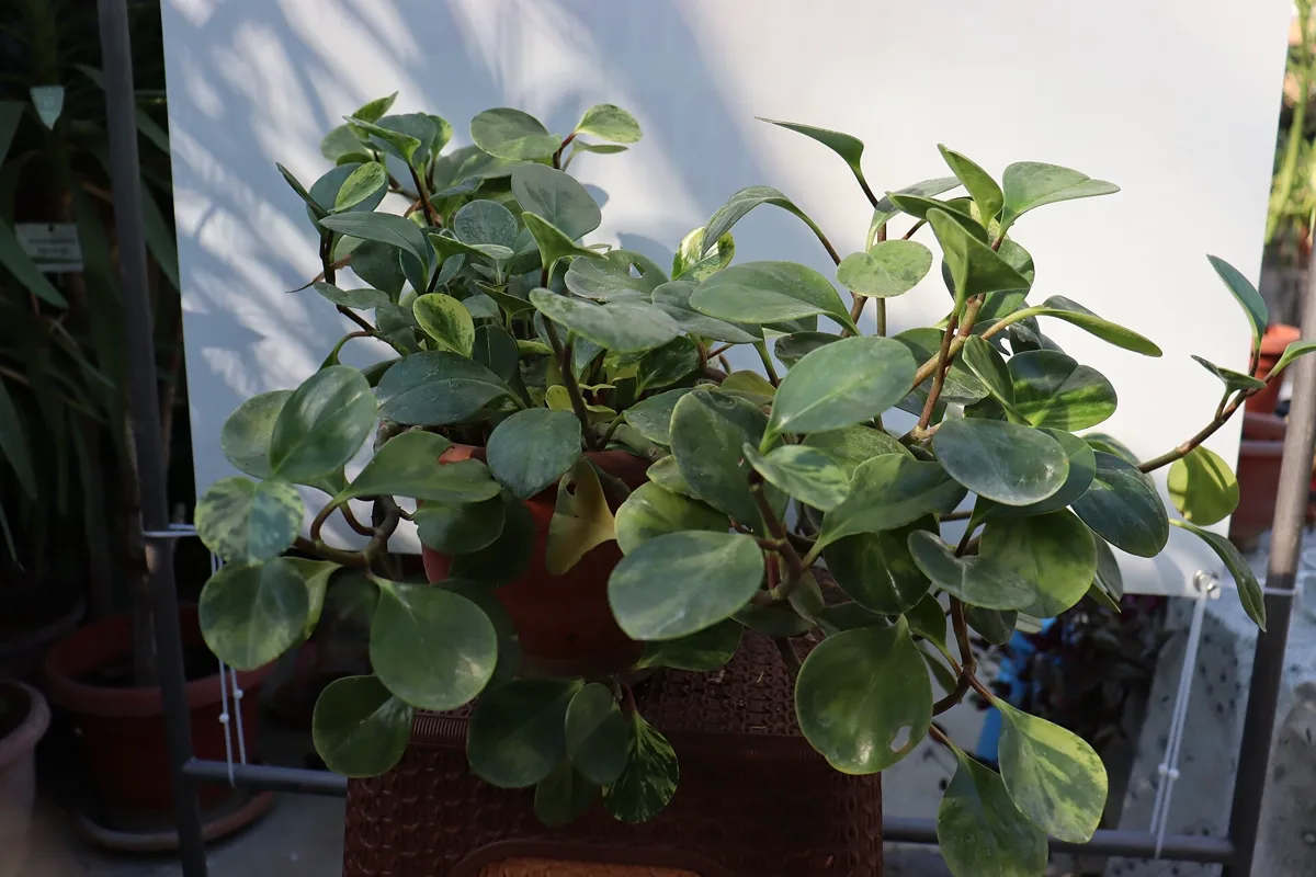 Why Is My Peperomia Not Growing? Causes and How to Fix It