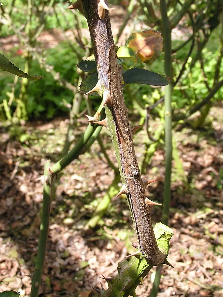 Why Is My Rose Bush Dying? 7 Causes and How to Save It