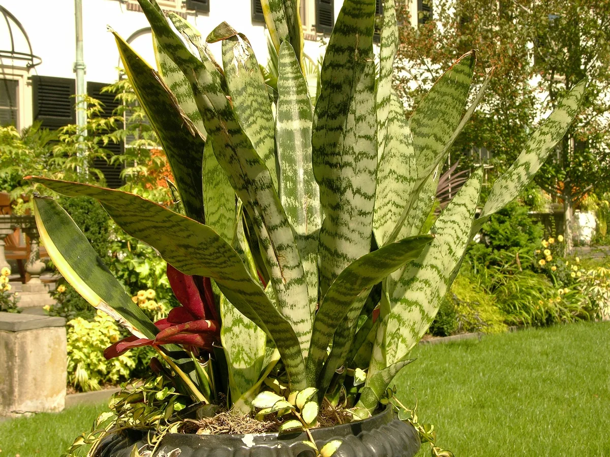 Why Is My Snake Plant Not Growing? Causes and How to Fix It