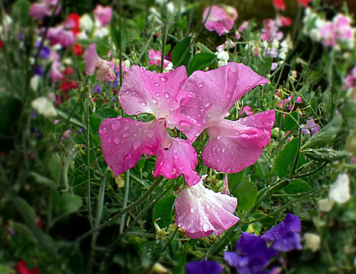 Why Is My Sweet Pea Not Flowering? Causes and How to Fix It