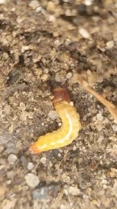 Wireworms