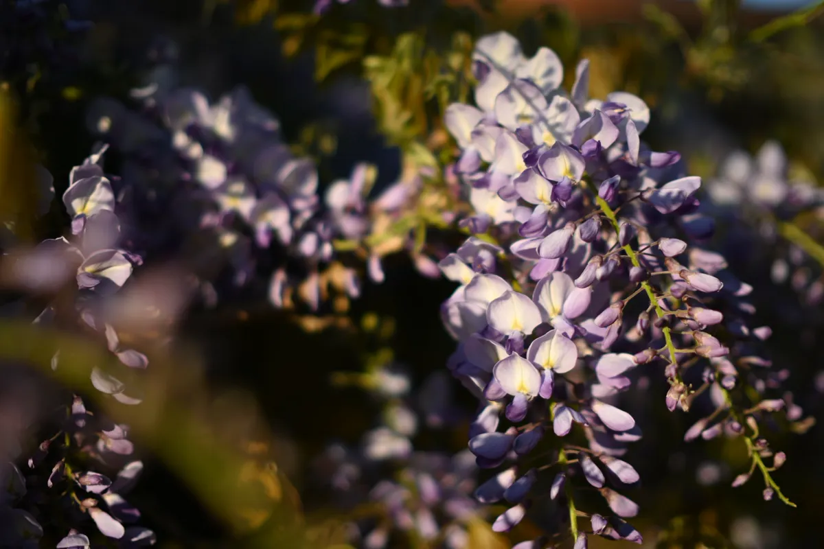 Close-up of purple wisteria flowers.
