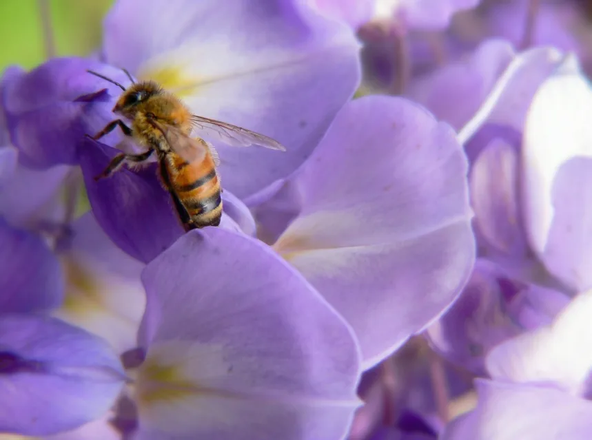 How to Grow Wisteria (Spectacular Spring Cascades)