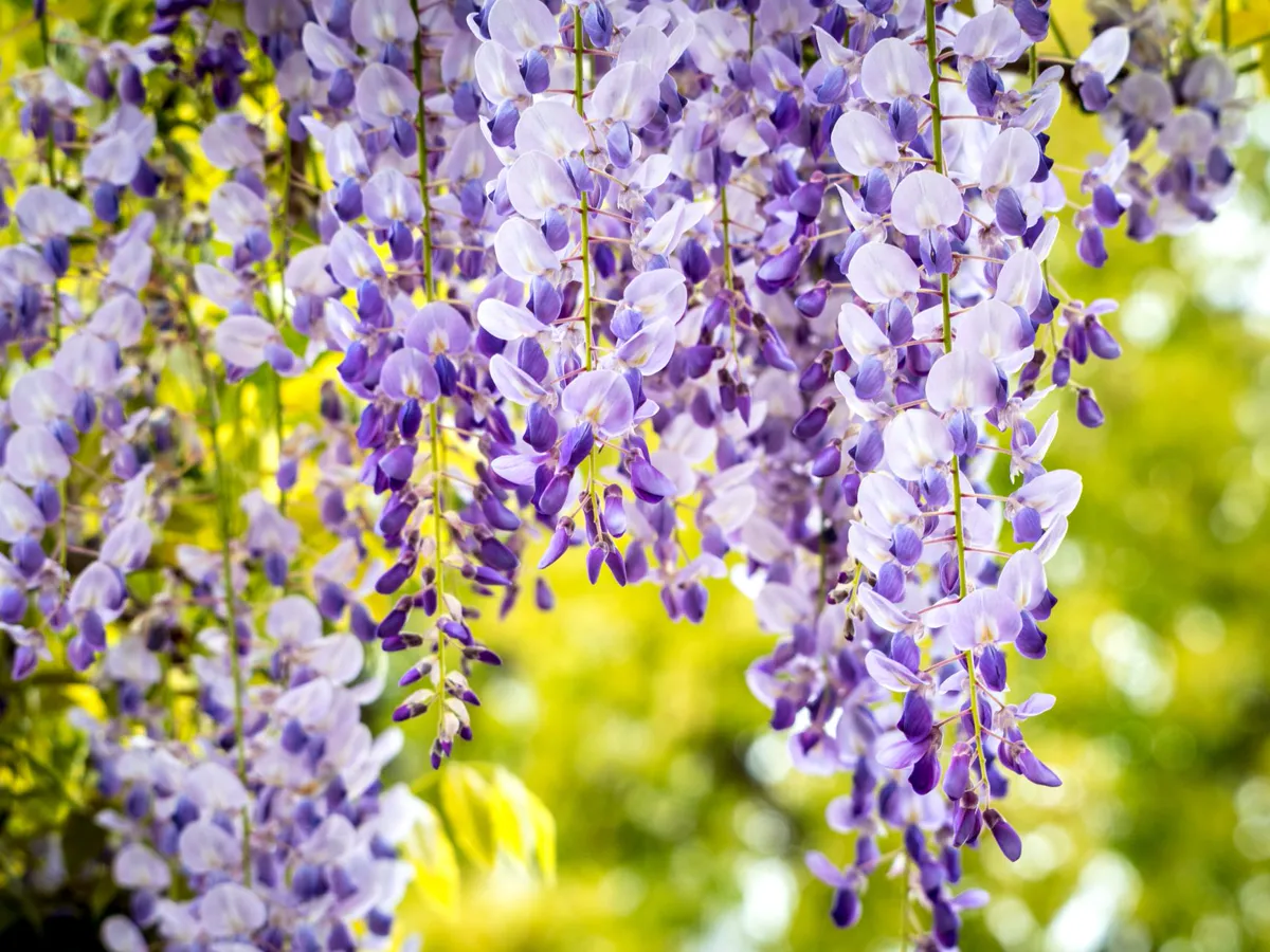 Close up of blooming wisteria flowers hanging from a tree branch in spring.