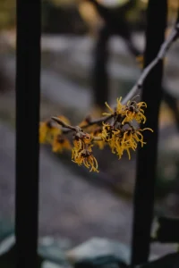 How to Grow Witch Hazel