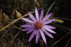 How to Grow Xeranthemum (Immortelle)
