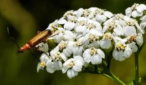 How to Grow Yarrow (Achillea): Tough, Drought-Proof Color