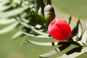 How to Grow Yew