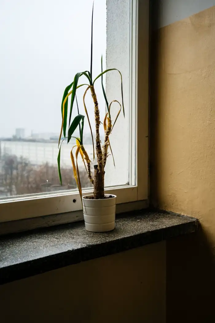 Potted yucca with yellowing drooping leaves on a windowsill.