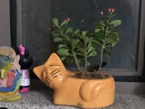 10 Best Pet-Safe Houseplants (Non-Toxic to Cats & Dogs)