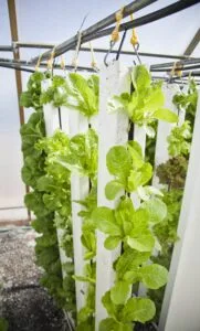 Hydroponics for Beginners: How to Grow Plants Without Soil