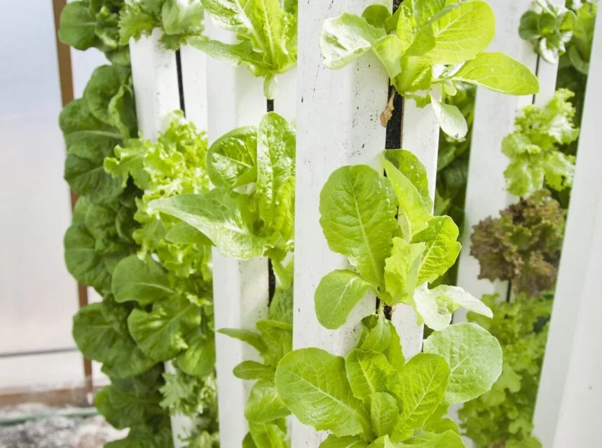 Hydroponics for beginners — plants growing in a hydroponic system without soil