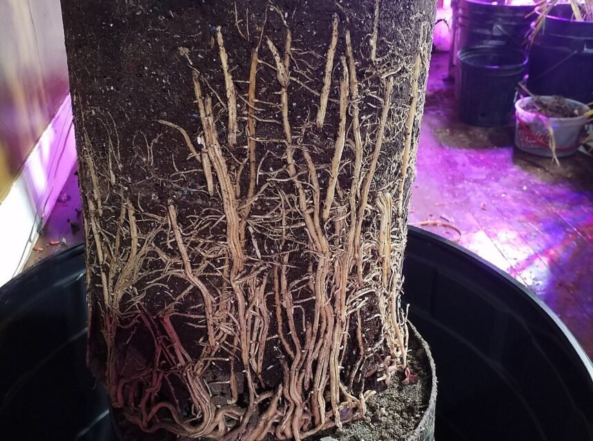 Repotting a houseplant into a fresh pot with new soil
