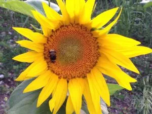 How to Grow Sunflowers (From Seed to Towering Blooms)