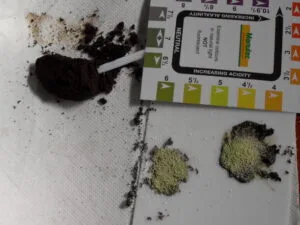 Coffee Grounds in the Garden: Good or Bad? (The Real Answer)