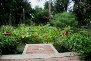How Often Should You Water Plants? (The Complete Guide)