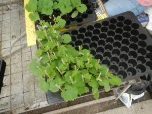 How to Start Seeds Indoors (A Beginner’s Step-by-Step Guide)