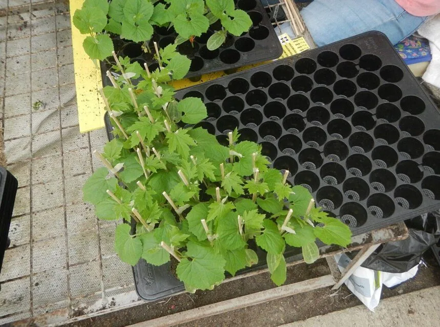 Young seedlings growing in seed-starting trays indoors