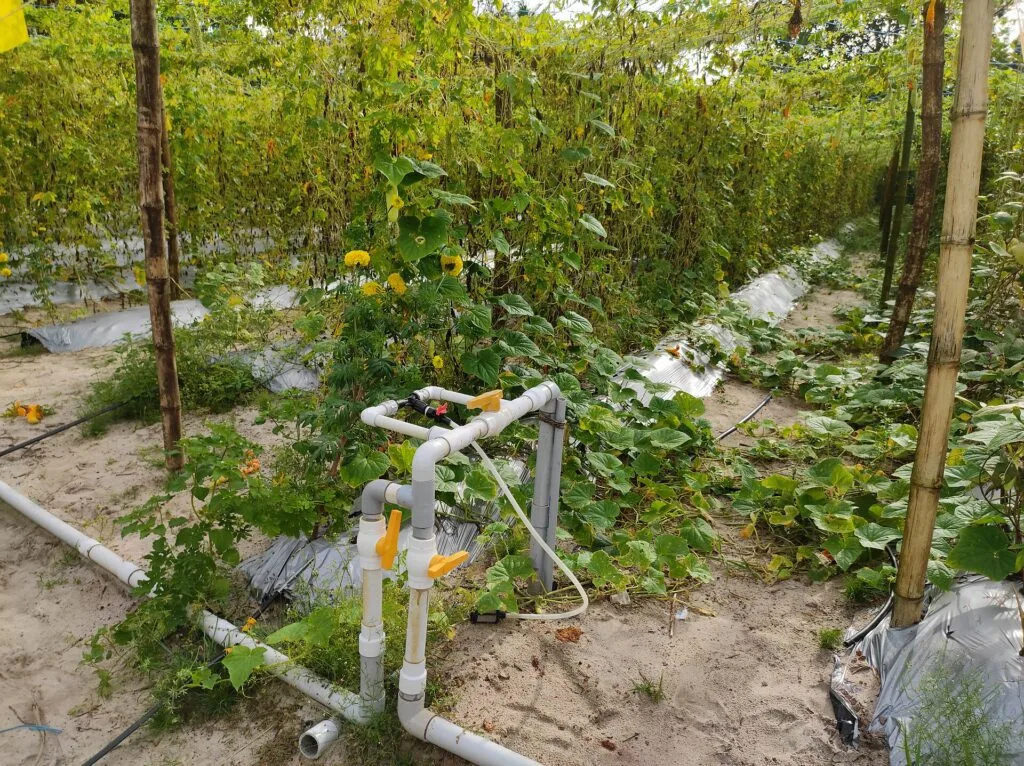 Drip irrigation system watering rows of vegetables in a garden bed