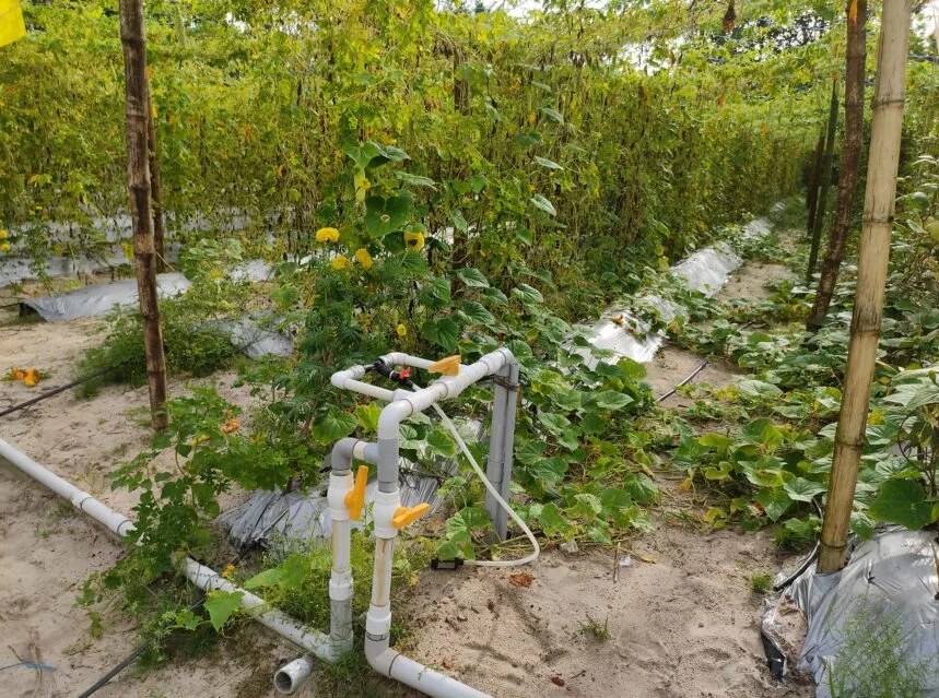 Drip irrigation system watering rows of vegetables in a garden bed