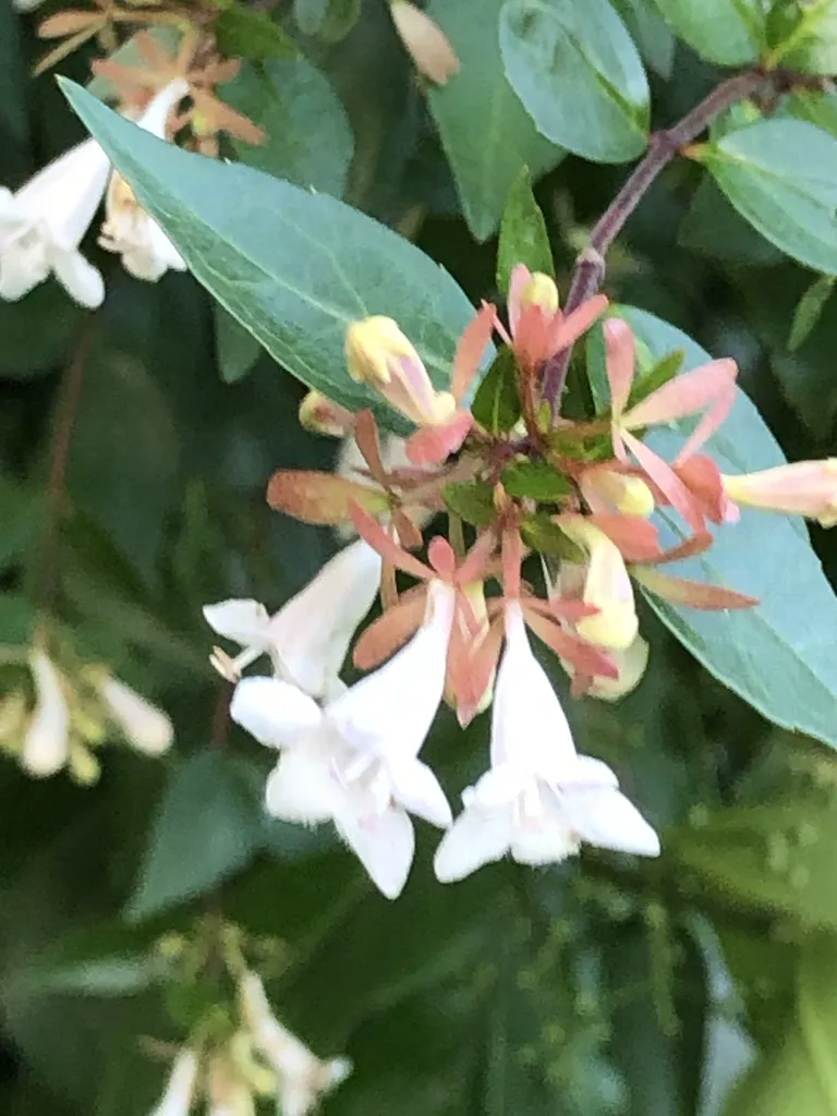 Small white trumpet flowers with coppery pink sepals on a glossy-leaved shrub