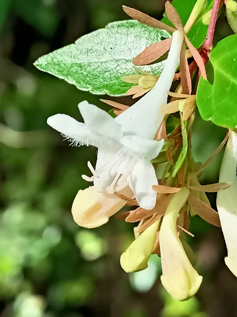 Arching shrub stems carrying pale tubular flowers among dark glossy leaves