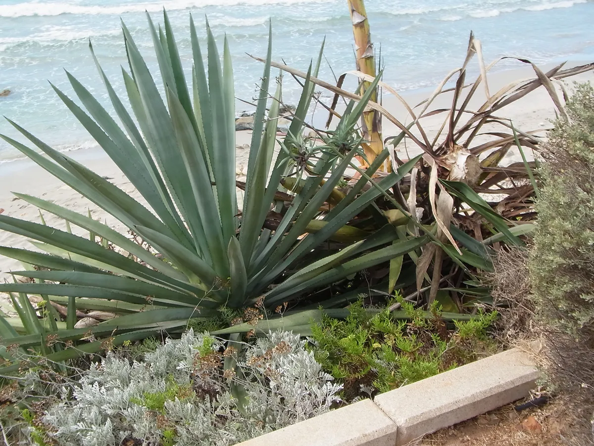 Large blue-grey rosette of thick spine-tipped leaves in a dry sunny spot