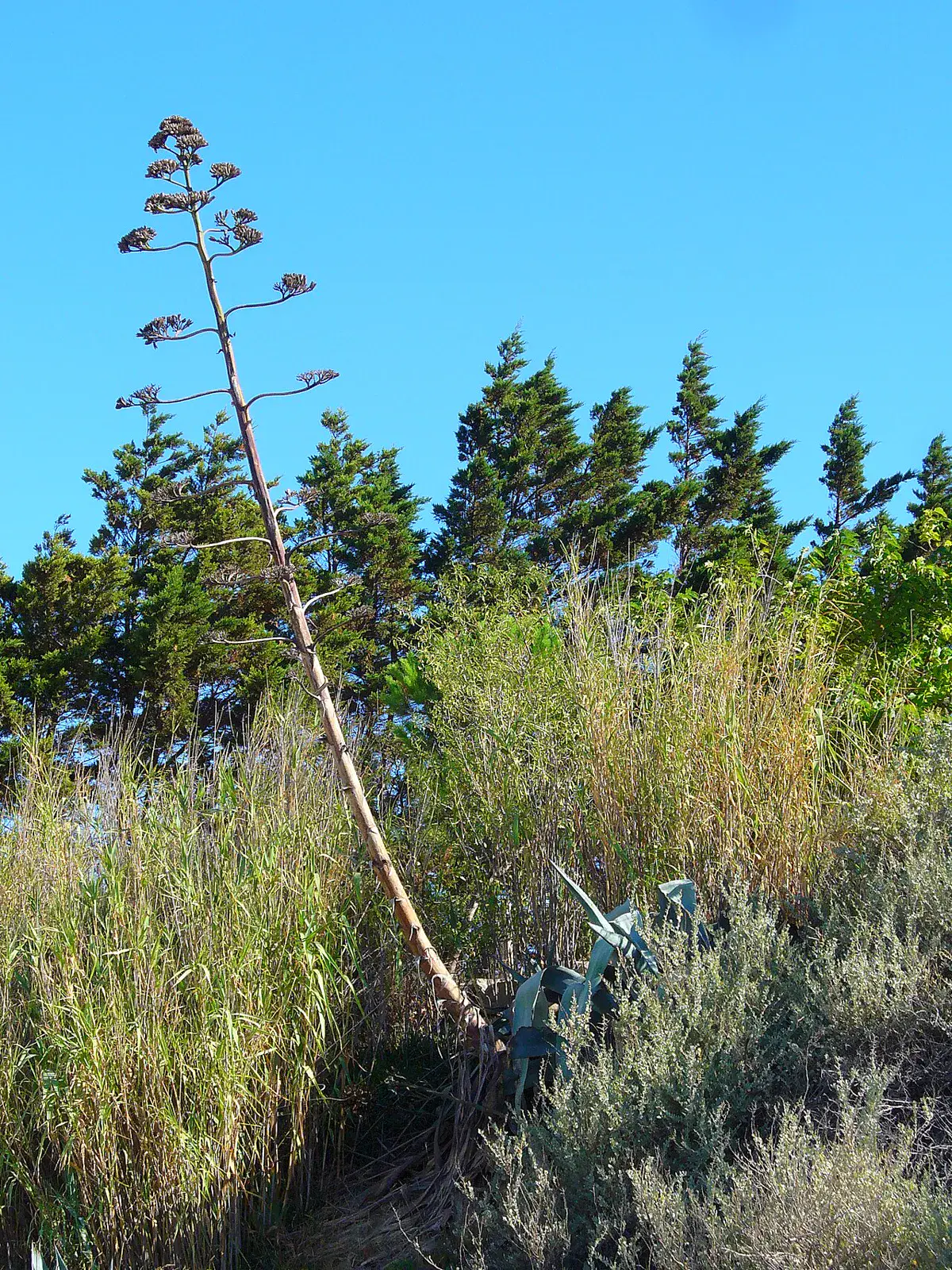 Tall branched flower stalk rising many metres above an agave rosette