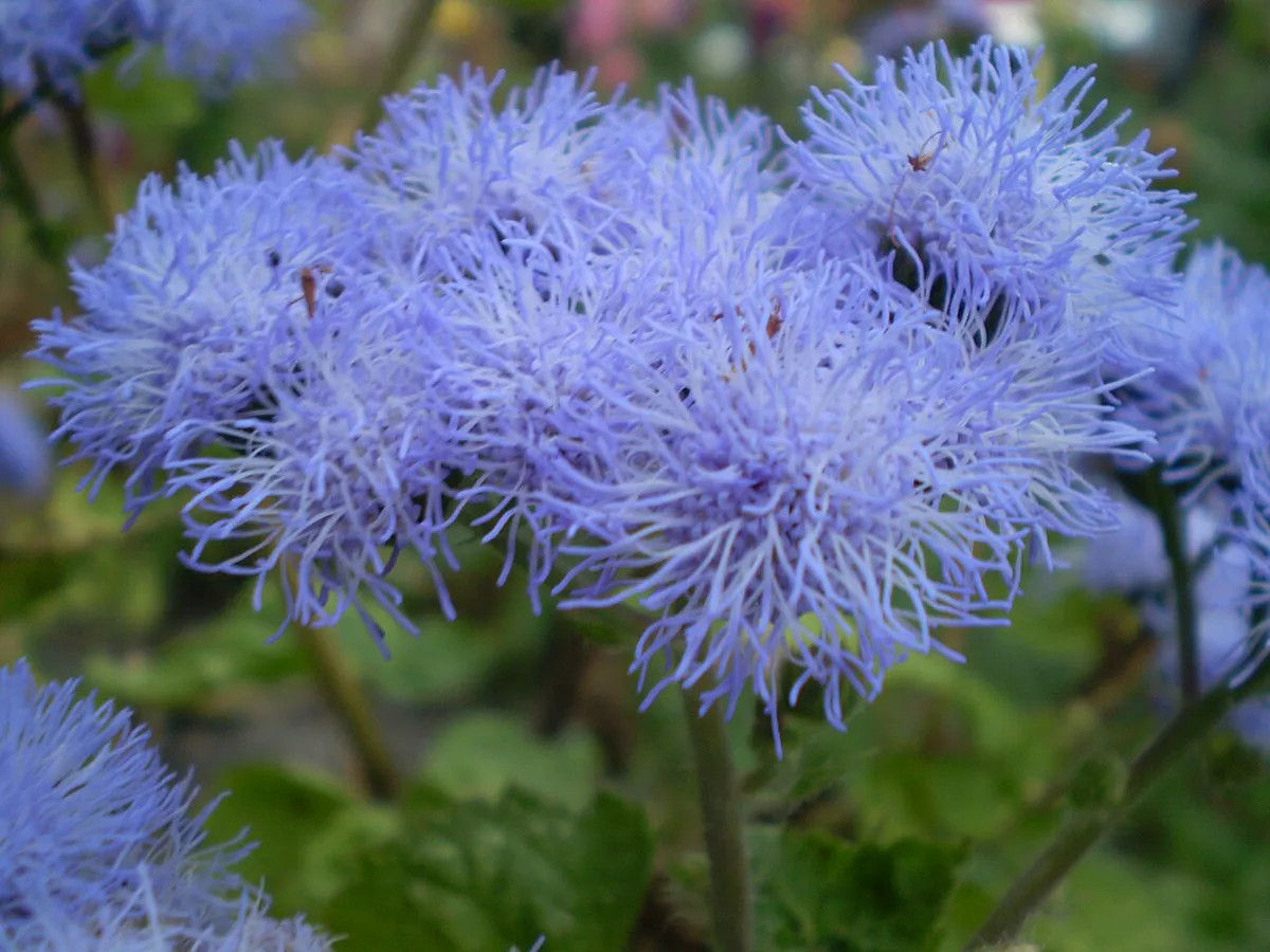Close view of fluffy powder-blue flower clusters above green leaves