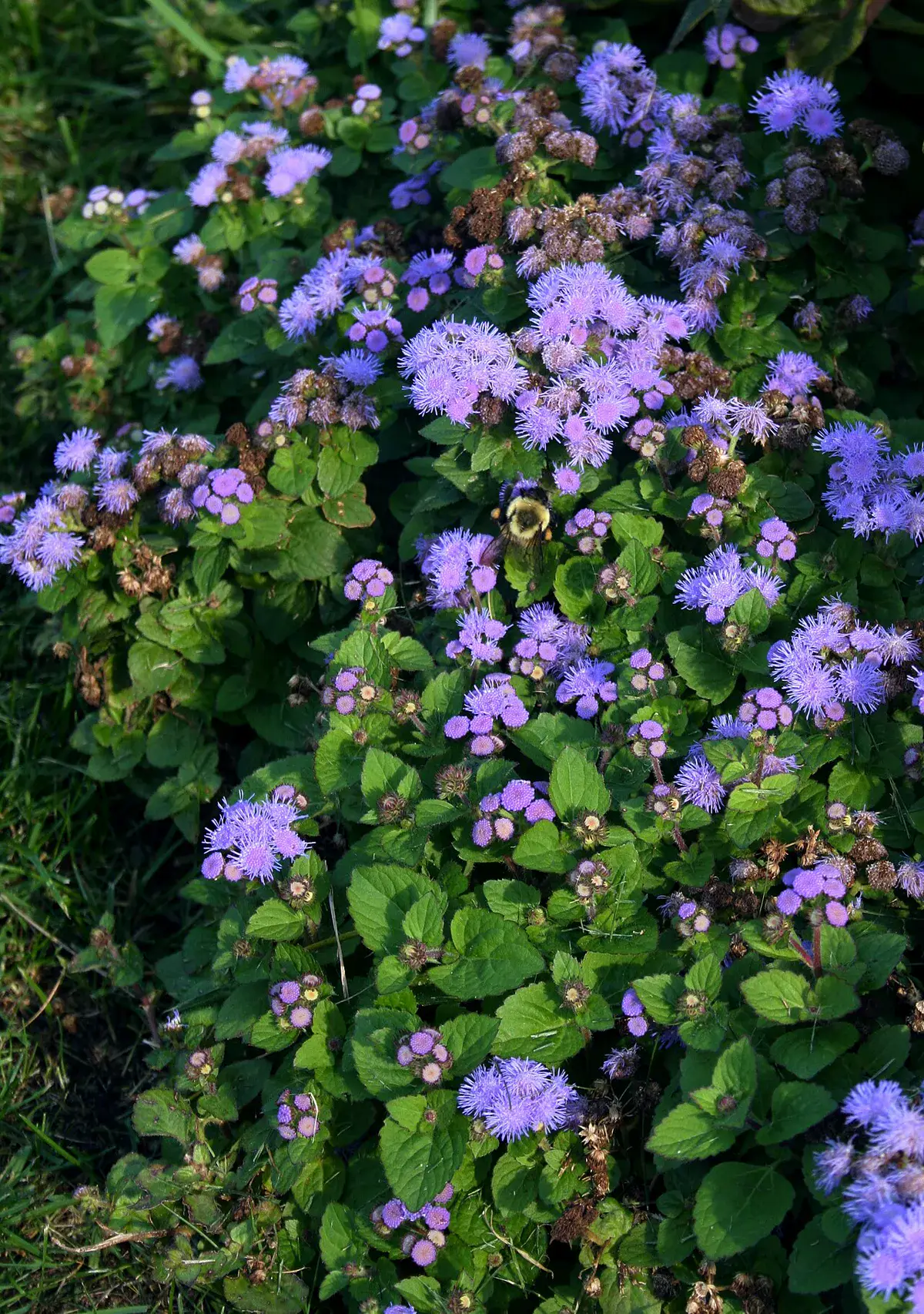 Bed edged with a solid mass of blue ageratum in flower