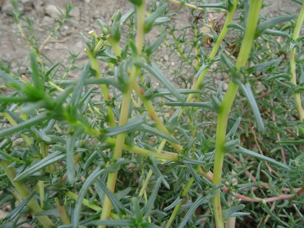 Close-up of slender bright green agretti shoots growing over pale dry soil