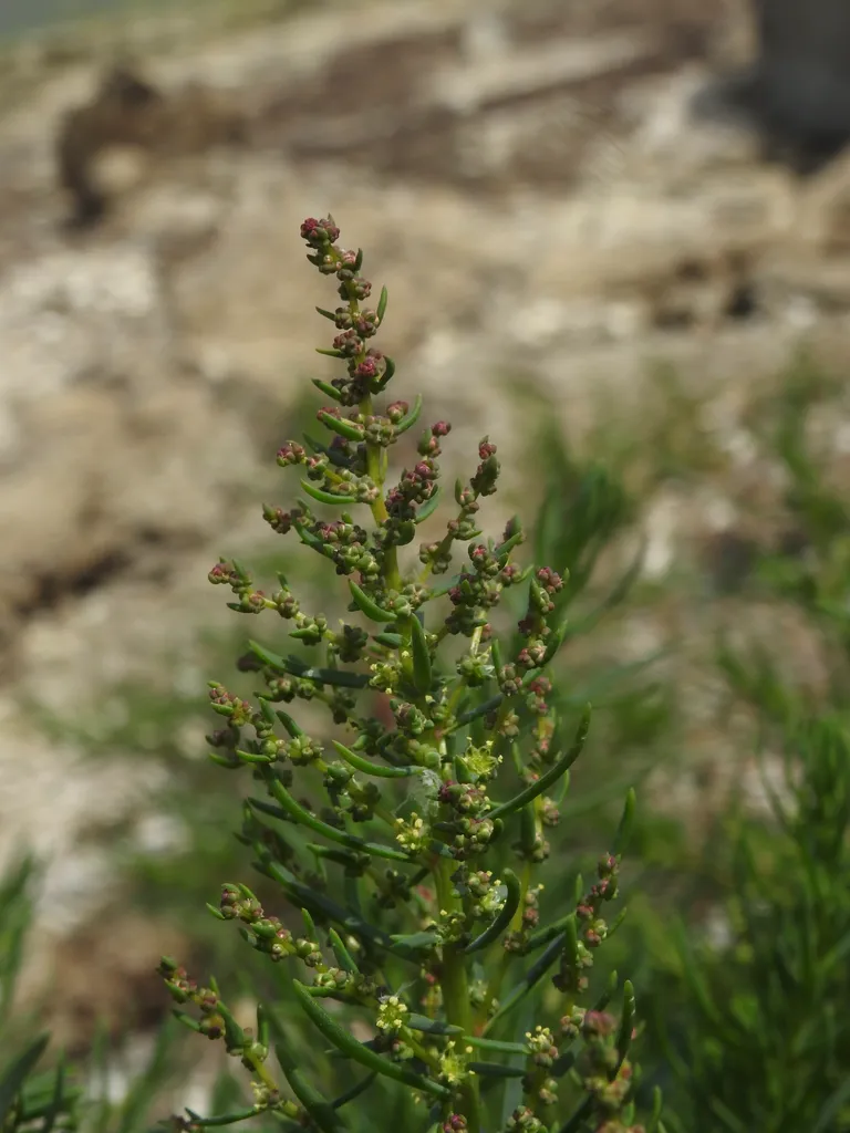 Low mat of fine green agretti foliage spreading across stony ground