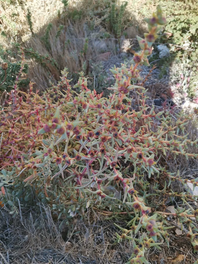 Agretti plants colonising dry stony coastal ground in full sun