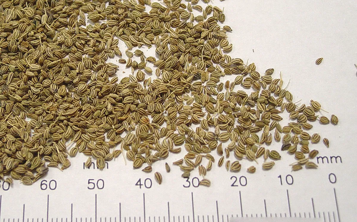 Ajwain seeds laid against a millimetre scale, showing how small each seed.