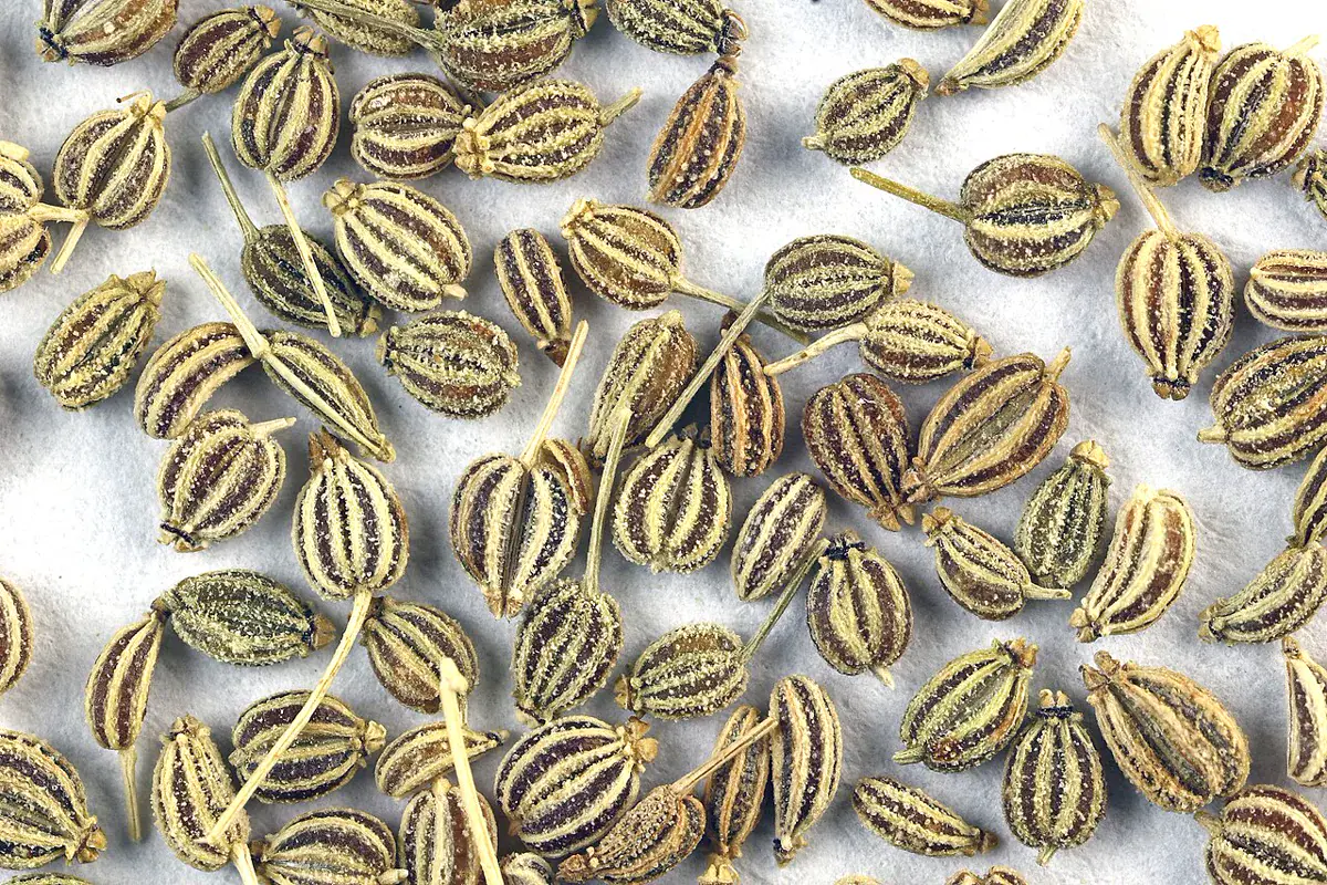Macro view of ridged, striped carom seeds after cleaning