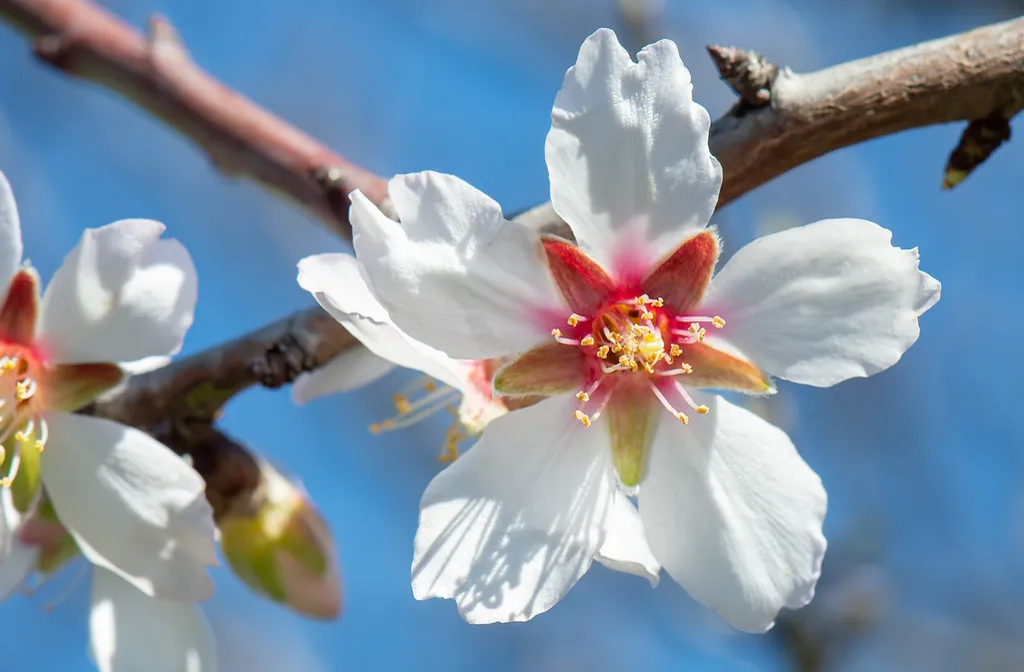 Almond blossom with a pink centre opening on a bare branch in early spring