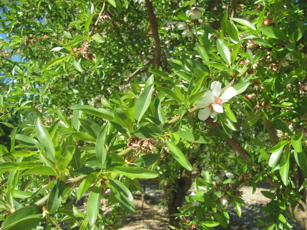 Green almond hulls ripening among narrow leaves on a tree branch