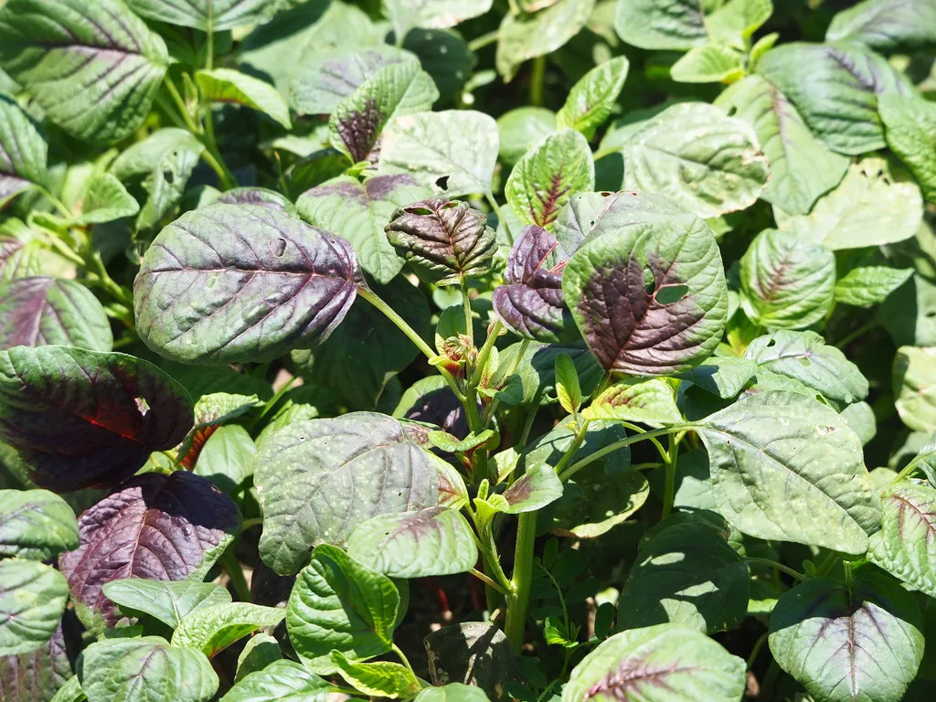 Bed of amaranth greens with broad leaves veined and splashed with deep red