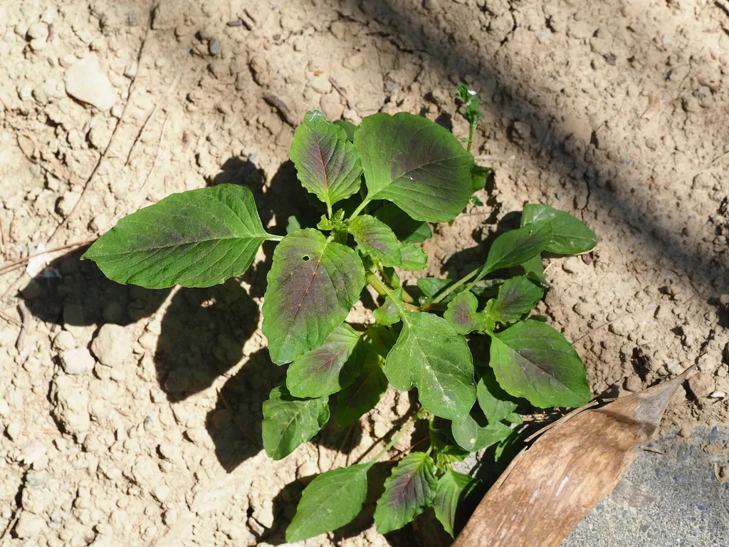 Young amaranth seedling with broad green leaves growing in warm bare soil