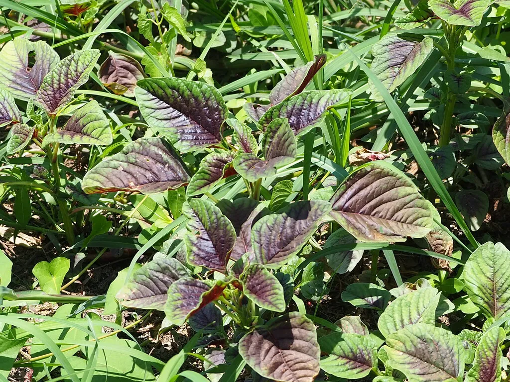 Amaranth plants with purple-green leaves spreading over open ground