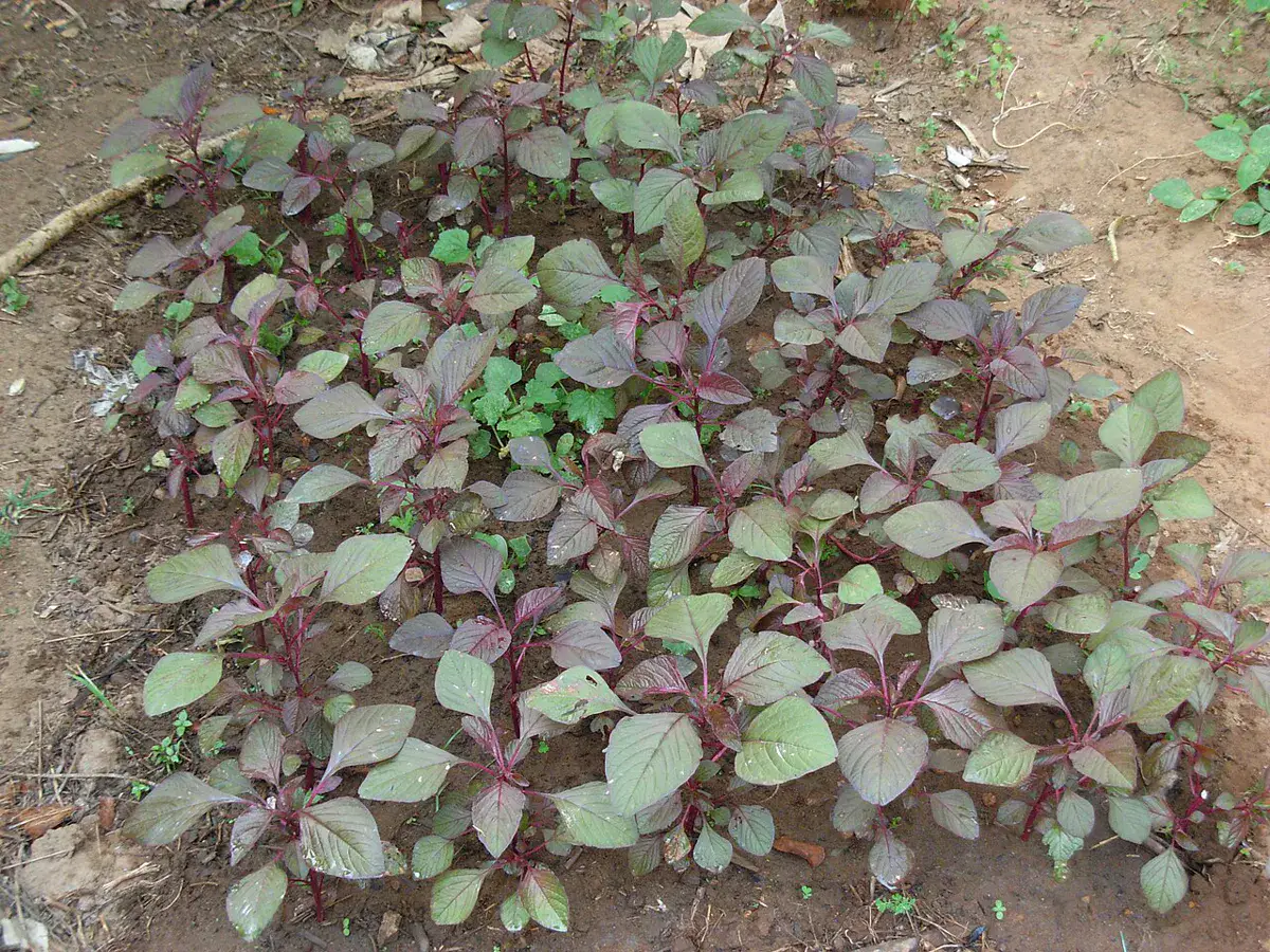 Closely spaced amaranth plants filling a vegetable bed with red-green leaves