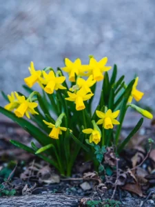 Are Daffodils Toxic to Cats? The Bulb Is the Big Danger