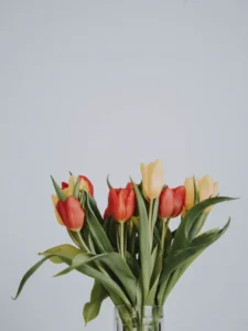 Are Tulips Toxic to Cats? The Bulb Danger Explained